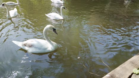 Schwarm-Schwimmender-Schwäne,-Zieht-Fährentorhaus,-Fluss-Wensum,-Norwich