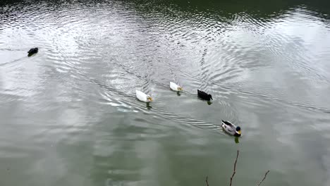 Cinco-Patos-Flotando-En-Aguas-Grises-Al-Aire-Libre