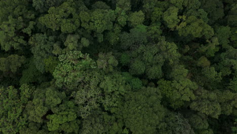 Ferne-Luftaufnahme-Eines-Dichten-Regenwaldes,-Der-Berge-Und-Neblige-Wolken-Luftaufnahmen-Von-Munnar,-Kerala,-Indien