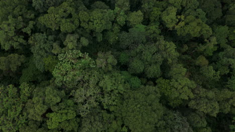 Distant-aerial-view-of-a-dense-rainforest-vegetation-mountains-and-misty-clouds-areal-views-of-munnar-kerala-india