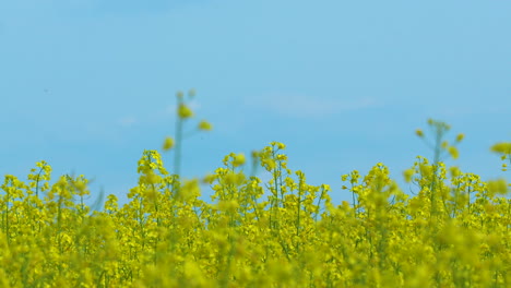 A-close-up-of-a-blooming-yellow-rapeseed-field-with-tall-stalks-and-flowers-against-a-bright-blue-sky