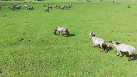 Caballos-Salvajes-Y-Vacas-Auroxen-Corriendo-En-El-Campo-Del-Parque-Nacional-De-Pape,-Letonia