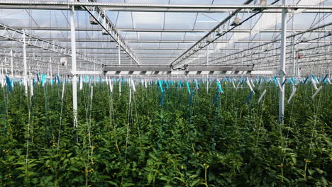Tomato-plants-growing-in-massive-modern-greenhouse,-motion-view