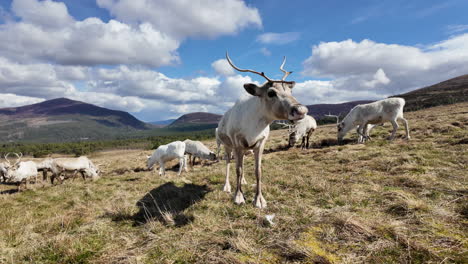 White-reindeer-herd-grazing-in-Cairngorms,-Scotland-with-mountains-and-blue-sky-in-the-background,-wide-shot