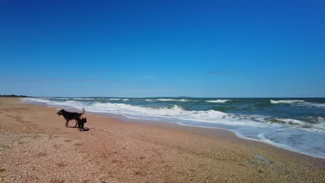 Two-dogs-play-on-the-shore-of-the-Sea-of-Azov-in-sunny-weather-against-the-background-of-a-blue-sky