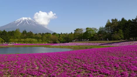 Festival-De-Primavera-De-Shibazakura-Cerca-Del-Monte-Fuji-En-Japón