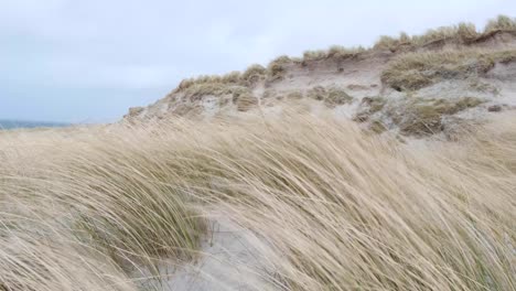 Scenic-view-of-turfs-of-marram-beachgrass-on-large-sand-dunes-moving-in-wild-windy-weather-in-Berneray,-Outer-Hebrides-of-Western-Scotland-UK