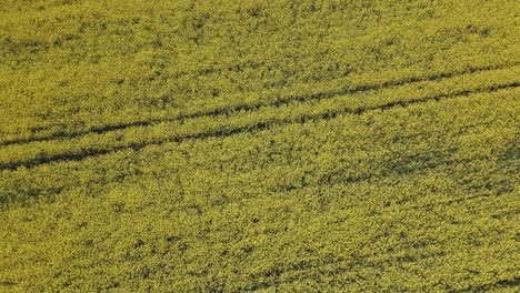 Vuelo-De-Drone-Sobre-Un-Cultivo-De-Plantas-De-Colza-Y-Con-Un-Giro-De-Cámara-Para-Ver-Desde-Arriba-Vemos-El-Amarillo-Intenso-De-Las-Flores-Y-Líneas-Rectas-Paralelas-En-El-Cultivo-En-Toledo,-España