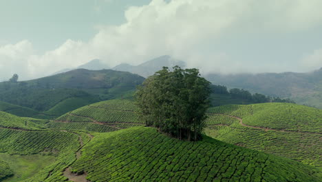 Panorámica-Hermosa-Plantación-De-Té-Brumoso-Plantaciones-De-Té-De-Clase-Mundial-En-Las-Colinas-De-Munnar,-Kerala,-India