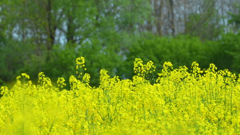 Yellow-rapeseed-flowers-in-a-field-with-a-blurred-background-of-trees-and-greenery,-showing-butterflies-flying-around