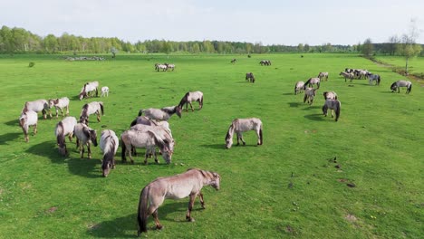 Caballos-Salvajes-Y-Vacas-Auroxen-Corriendo-En-El-Campo-Del-Parque-Nacional-De-Pape,-Letonia