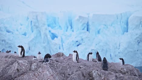 Colonia-De-Pingüinos-Antárticos-Y-Glaciar-En-El-Paisaje-Antártico-Invernal,-Pingüinos-Papúa-Sobre-Vida-Silvestre-Y-Animales-Viajan-A-La-Península-Antártica,-Con-Hermosos-Paisajes-Antárticos