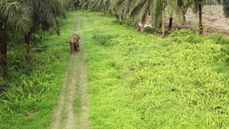 Aerial-view-of-a-lone-elephant-in-the-jungle-of-Borneo,-Malaysia