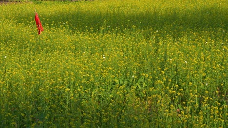 Butterfly-fluttering-around-the-rapeseed-fields,-swaying-in-the-breeze,-with-a-pole-stick-stands-in-the-middle-of-the-field,-close-up-shot-showcasing-the-beauty-of-nature