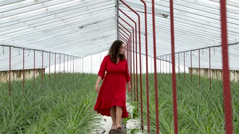 Woman-in-fluttering-red-dress-walks-barefoot-by-Pineapple-plantation-in-São-Miguel-Island,-Azores