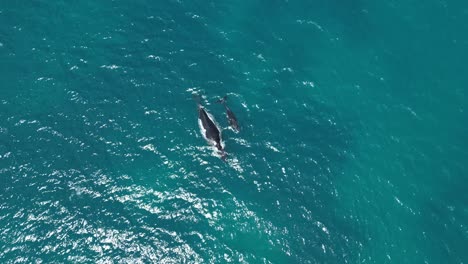 4K60-Humpback-Whale-and-Calf-Swimming-in-Indian-Ocean,-Australia