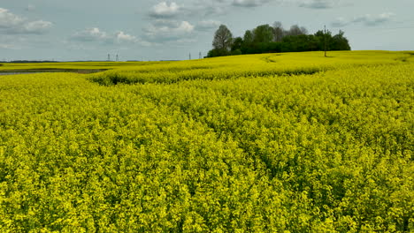 Una-Vista-Amplia-De-Un-Campo-De-Colza-En-Flor,-Con-Un-Pequeño-Grupo-De-árboles-Al-Fondo