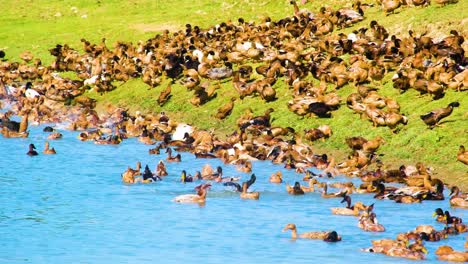 Gran-Bandada-De-Patos-De-Pico-Amarillo-Nadando-En-El-Estanque