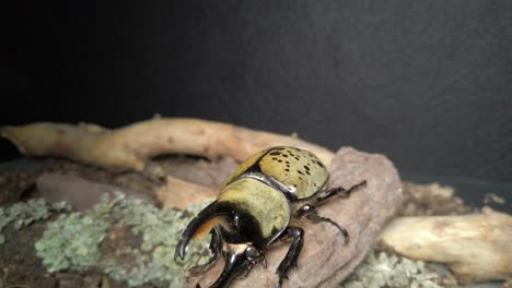 Video-of-a-Dynastes-Hyllus,-a-mexican-giant-Beetle