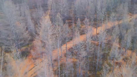 flying-a-drone-over-gray-trees-in-Yakutia