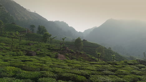 Panorámica-Hermosa-Plantación-De-Té-Brumoso-Plantaciones-De-Té-De-Clase-Mundial-En-Las-Colinas-De-Munnar,-Kerala,-India