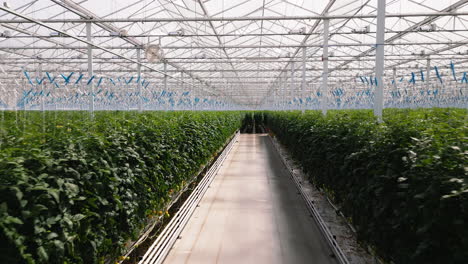 Industrial-greenhouse-with-green-plants,-motion-view-indoors