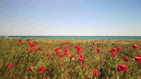 Large-poppy-field-against-the-background-of-blue-sky-and-sea