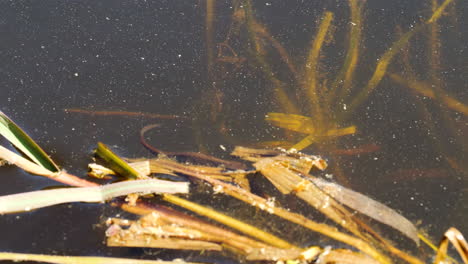 Nahaufnahme-Eines-Salamanders,-Der-Sich-In-Der-Teichvegetation-Versteckt