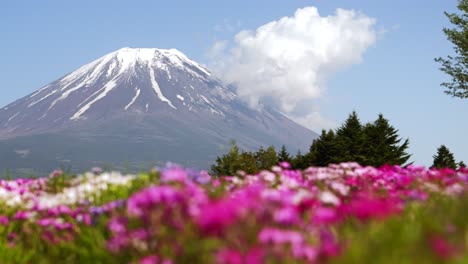 Impresionante-Control-Deslizante-En-Cámara-Lenta-De-ángulo-Bajo-Sobre-Flores-Vibrantes-Y-El-Monte-Fuji