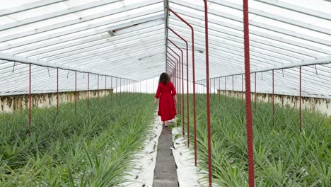 Mujer-Vestida-De-Rojo-Camina-Entre-Hileras-De-Piñas-En-Invernadero,-Isla-De-São-Miguel,-Azores