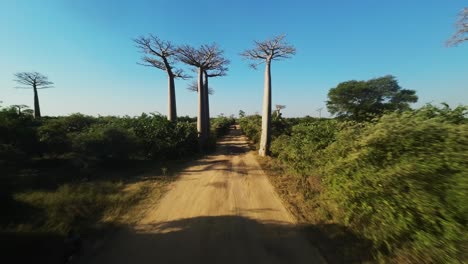 Fast-FPV-drone-flight-over-dusty-road-in-the-Avenue-of-Baobabs-in-Morondava,-Madagascar-on-sunny-day-