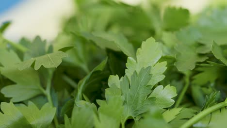 Close-up-view-of-vibrant-green-parsley-leaves-in-natural-light,-creating-a-fresh-and-organic-background