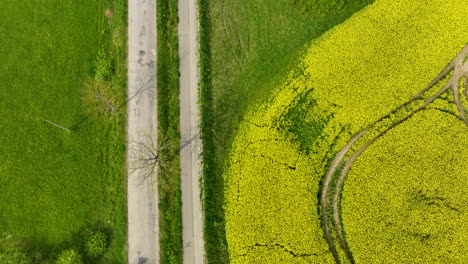 Aerial-view-of-a-rural-road-with-a-white-car-driving-along-it,-bordered-by-green-fields-and-a-yellow-rapeseed-field