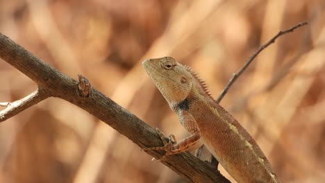 Lizard-relaxing-on-stick-