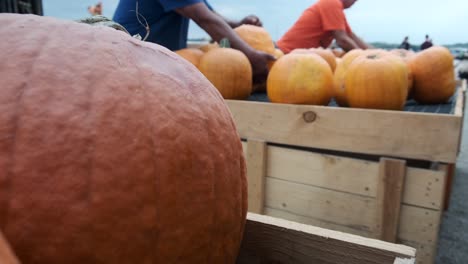 Workers-at-a-pumpkin-farm-setting-out-pumpkins-available-to-purchase
