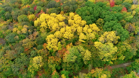Zoom-in-drone-shot-of-a-cluster-of-bright-yellow-aspen-trees