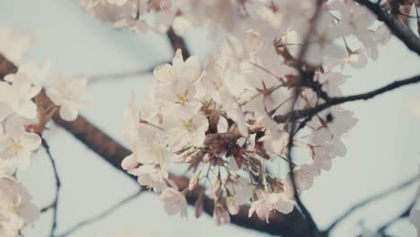 White-Sakura-Blossoms-In-Sunlight-During-Springtime-In-Tokyo,-Japan