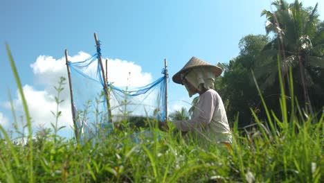 Landarbeiter-Arbeiten-In-Einem-Reisfeld-In-Den-Reisterrassen-Von-Tegalalang-In-Ubud,-Bali,-Indonesien