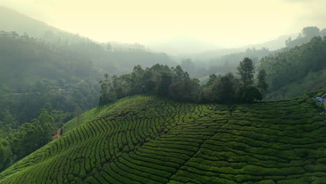 Panoramic-beautiful-misty-tea-plantation-world-class-top-tea-plantations-in-the-hills-of-Munnar,-Kerala,-India