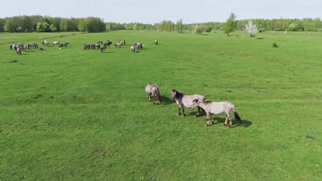 Wild-Horses-and-Auroxen-Cows-Running-in-the-Field-of-Pape-National-Park,-Latvia