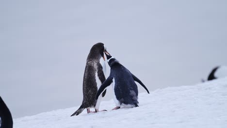 Baby-Penguin-and-Mother-Feeding-in-Antarctica,-Young-Hungry-Baby-Penguins-Chick-with-Mother-Regurgitating-Food-to-Feed-it,-Wildlife-and-Baby-Animals-on-the-Antarctic-Peninsula-in-the-Winter-Snow