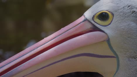 Close-up-of-Pelican-head.-Portrait-view