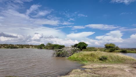 Un-Grupo-De-Pájaros-Anidando-Encima-Del-árbol-En-Un-Lago