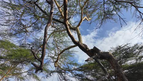 Branches-of-an-ages-trees-meets-the-sky-in-national-park