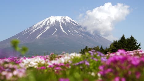 Beautiful-Spring-scenery-at-Mount-Fuji-with-blooming-flowers
