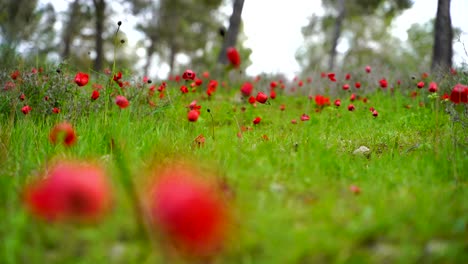 Red-anemones-in-the-forest,-Negev-Nature-Reserve,-in-flowering-season-85mm-lens,-shallow-depth-of-field,-low-angle