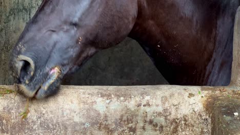 Caballo-En-Un-Establo