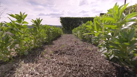 Toma-Lenta-Y-Reveladora-De-Una-Pequeña-Hilera-Juvenil-De-Plantas-En-Un-Jardín.