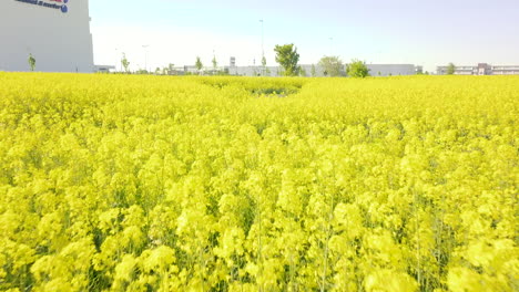 Drone-Volando-Sobre-Un-Campo-De-Canola-Dirigiendo-Un-Almacén-De-Muebles