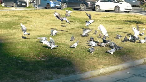 Bandada-De-Palomas-En-Cámara-Lenta-Aterrizando-En-El-Parque-De-Hierba-Verde-Para-Comer